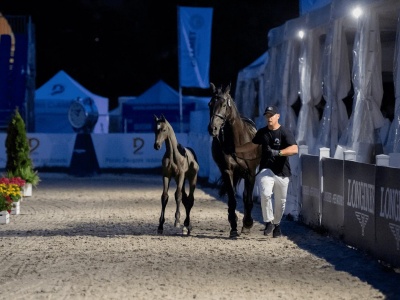 Polski rynek aukcji koni sportowych z różnych perspektyw
