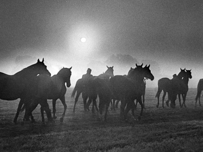 Aukcje koni arabskich w Stadninie Koni Janów Podlaski 1970-1991