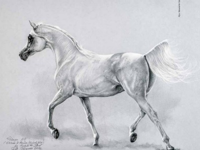 Konie arabskie, czyli gra o wielkie pieniądze - Hodowla koni czystej krwi arabskiej a współczesny rynek